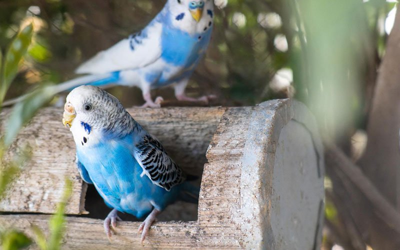 Budgerigars