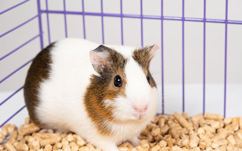 Guinea-Pigs